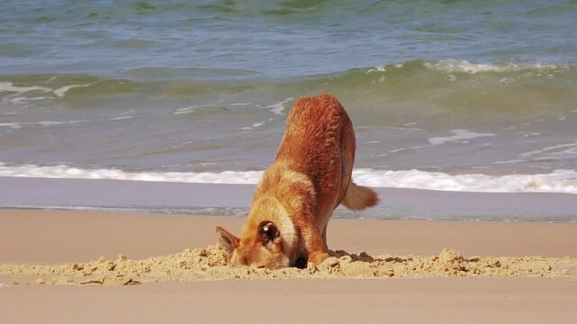 4K video, dingo digging up and eating fish food cache on beach, Australian wild dog, K'gari Fraser Island