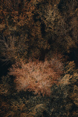 Top-Down view of autumn tree crowns in the Polish forest