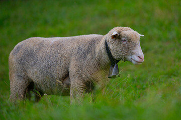 The sheep in the meadows. Sheep pasture on an farm, close up. Sheep eating grass on a field. Sheep grazing in an farm.