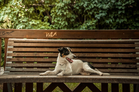 dog sitting on a bench