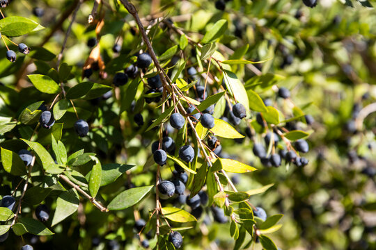 Myrtus communis, the common myrtle or true myrtle, is a species of flowering plant in the myrtle family Myrtaceae.