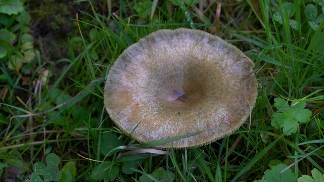 Stumpy Milkcap in natural ambient (Lactarius flexuosus) - (4K)