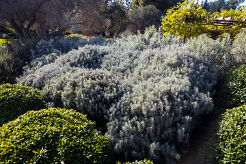 Landscape design in an Israeli park with trimmed bushes of helichrysum italicum, Pittosporum tobira, Japanese cheesewood