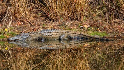 Alligator reflection in a pond on a sunny autumn day