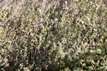 Eriocephalus africanus is a bushy shrublet indigenous to South Africa.