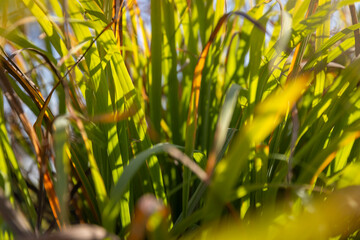Cymbopogon citratus, commonly known as West Indian lemon grass or simply lemon grass, is a tropical plant