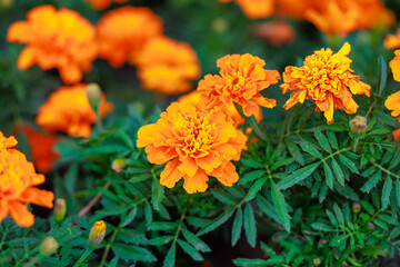A bunch of orange flowers are in a green field
