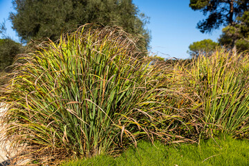 Cymbopogon citratus, also referred to as lemon grass thriving in landscaped gardens