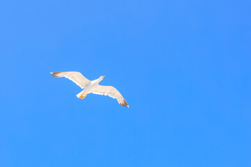 A white bird flying in the sky