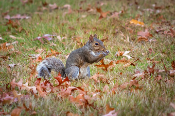 American gray squirrel in an autumn clearing