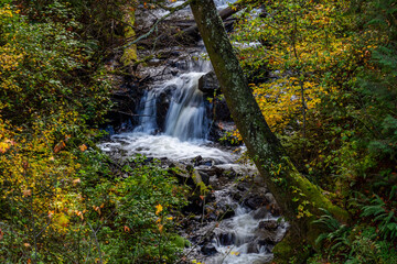 Fototapeta premium Water stream surrounded by autumn foliage and mossy trees