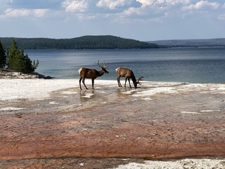 Animals with antlers 