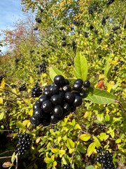 berries of a blackberry