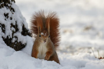 Adorable red squirrel (Sciurus vulgaris) sits on the white snow in winter, with some snow on its head. Copy space. Place for the text. Kraków, Poland © Agnieszka
