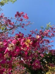 Ceiba spiciosa. Beautiful pink flower blossom 