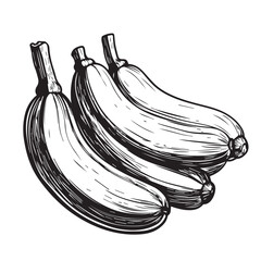 Zucchini in cartoon, doodle style . Image for t-shirt, web, mobile apps and ui. Isolated 2d vector illustration in logo, icon, sketch style, Eps 10, black and white. AI Generative