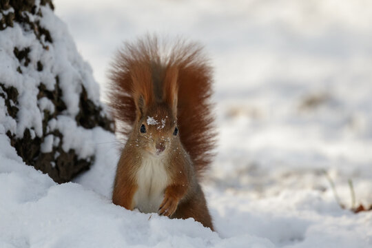 Adorable red squirrel (Sciurus vulgaris) sits on the white snow in winter, with some snow on its head. Copy space. Place for the text. Krak&oacute;w, Poland