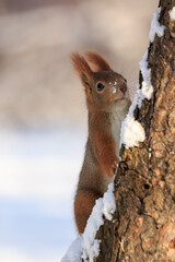 Red squirrel (Sciurus vulgaris) perching on snow-covered tree trunk, with snow on its muzzle. Blurred background. Kraków, Poland