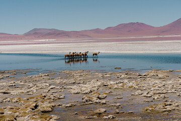 High-Altitude Landscape of Laguna Colorada in Bolivia&rsquo;s Altiplano with Flamingos, Vicu&ntilde;as, and Volcanic Peaks
