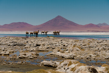 High-Altitude Landscape of Laguna Colorada in Bolivia&rsquo;s Altiplano with Flamingos, Vicu&ntilde;as, and Volcanic Peaks