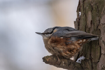 The Eurasian nuthatch or wood nuthatch (Sitta europaea), in winter, sitting on a short branch with...