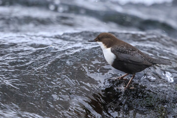 The white-throated dipper (Cinclus cinclus) standing on a stone in a swiftly running river, in...