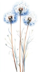 Three delicate blue dandelion seeds with stems and leaves, against a white background.