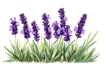 Obraz premium Watercolor painting of lavender flowers with green leaves isolated on a white background.