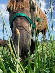 horse eating grass
