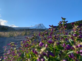 flowers in the mountains