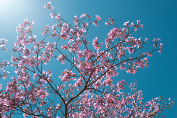 Pink Cherry blossom tree on blue sky background. Spring blossom, branch of a blossoming tree.