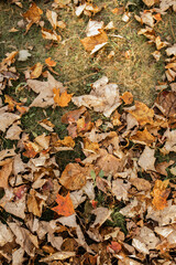 Golden fall leaves in the grass