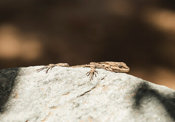 closeup of lizard on a rock