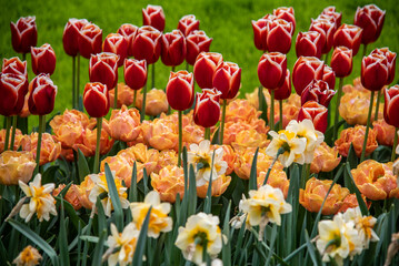 Close-up shot of a Vast Flower Field of Fresh Red and Orange Tulips and Colorful Flowers with Green Petals in Full Bloom 