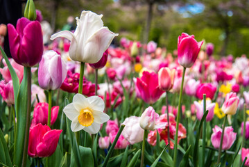 Vast Flower Field of white and pink Roses and Tulips in full bloom