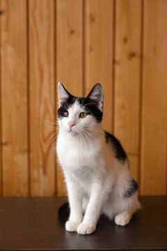 Portrait of a black and yellow cat with an eyesore on the background of a wooden wall