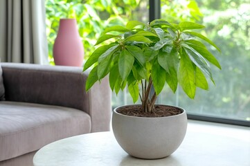 Fototapeta premium Potted plant with lush green leaves in a modern living room.