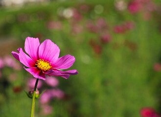 風に揺れるコスモスの花　秋のコスモス畑