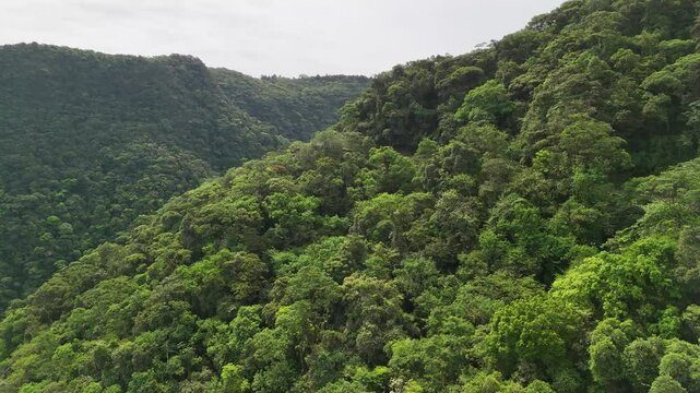 Aerial view of Atlantic Forest in the slopes of Serra do Mar - S&atilde;o Bernardo do Campo, S&atilde;o Paulo, Brazil