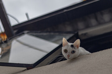 Gato blanco, heterocromía, mancha negra, ojos diferentes, mascota, felino, original.