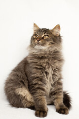 Fluffy tabby kitten sitting on a white background
