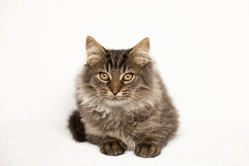 Fluffy tabby kitten lies on a white background