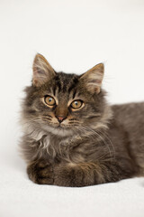 Fluffy tabby kitten lies on a white background