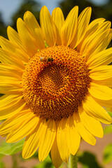 A yellow sunflower flower in a field and a bee sitting on its petals. Hot sunny days and weather in Italy in summer
