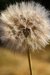 Fluffy dandelion seed head in close-up view under bright natural light. Soft focus highlights...