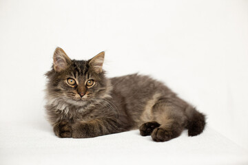 Fluffy tabby kitten lies on a white background