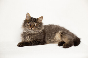 Fluffy tabby kitten lies on a white background
