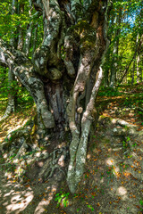Calm lake reflection with green foliage. The tranquil transparent waters of lake in the background. Nature. Landscape Reflection off of a clear lake water. Summer natural landscape with a lake.