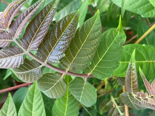 leaves on a branch