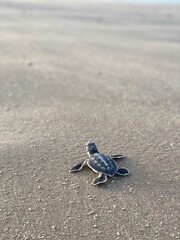 Baby green sea turtle walks out to the ocean after hatching. 
